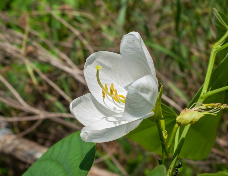 Bauhinia acuminata 18072014 (2)