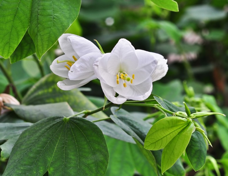 Bauhinia acuminata 28 05 2013