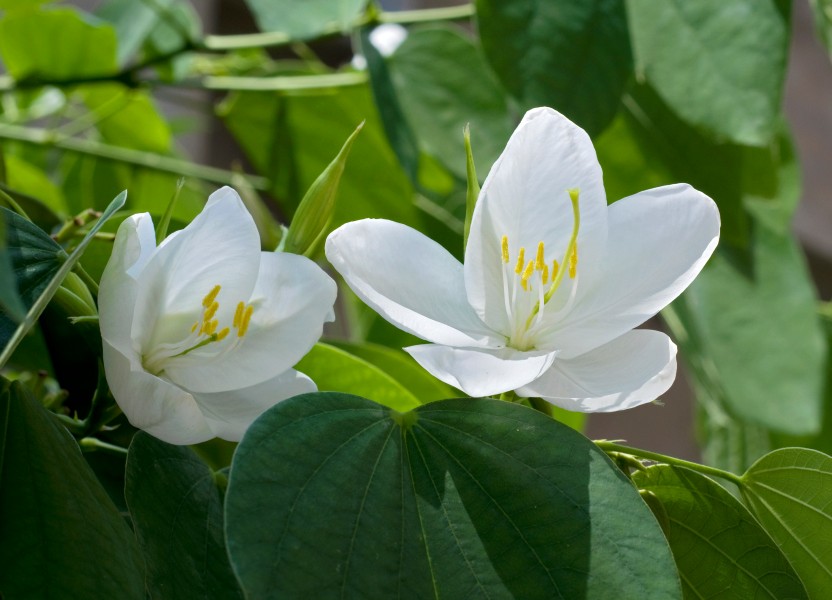 Bauhinia acuminata 31 08 2012 (1)