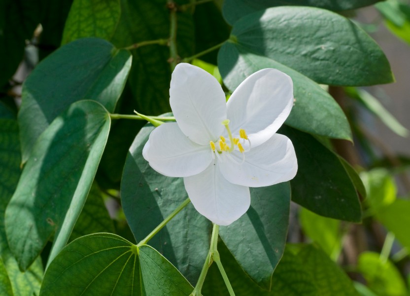 Bauhinia acuminata 31 08 2012 (2)