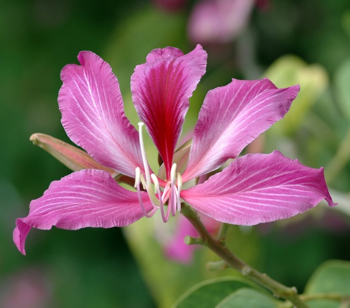 Bauhinia blakeana (Key West)