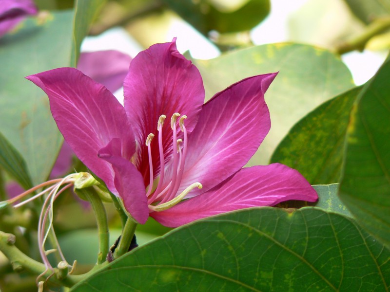 Bauhinia x blakeana (433801921)