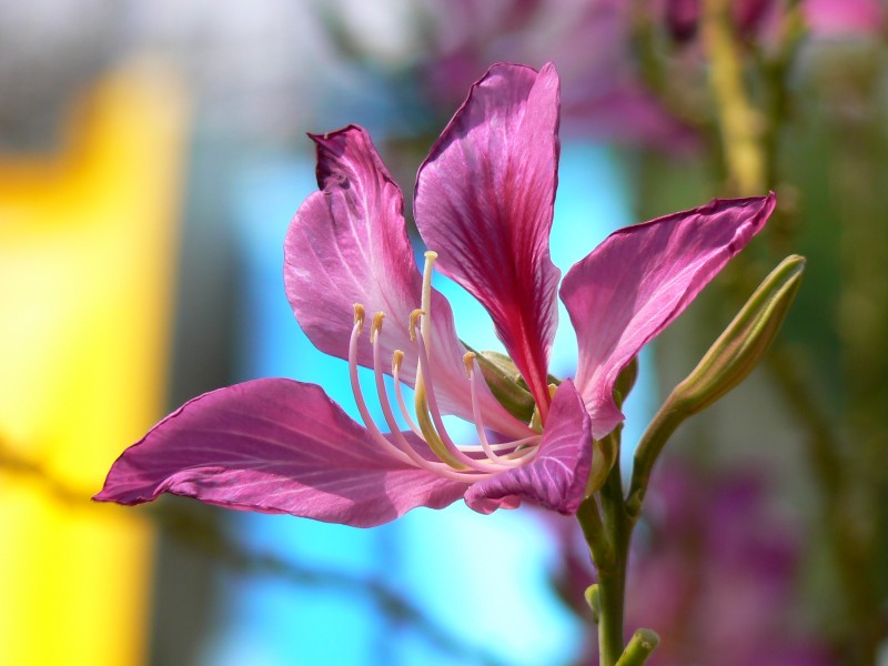 Bauhinia x blakeana (433847303)