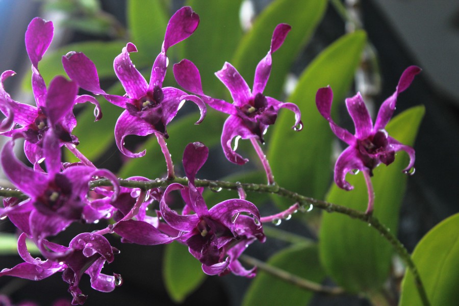 Beautifull of orchid flowers