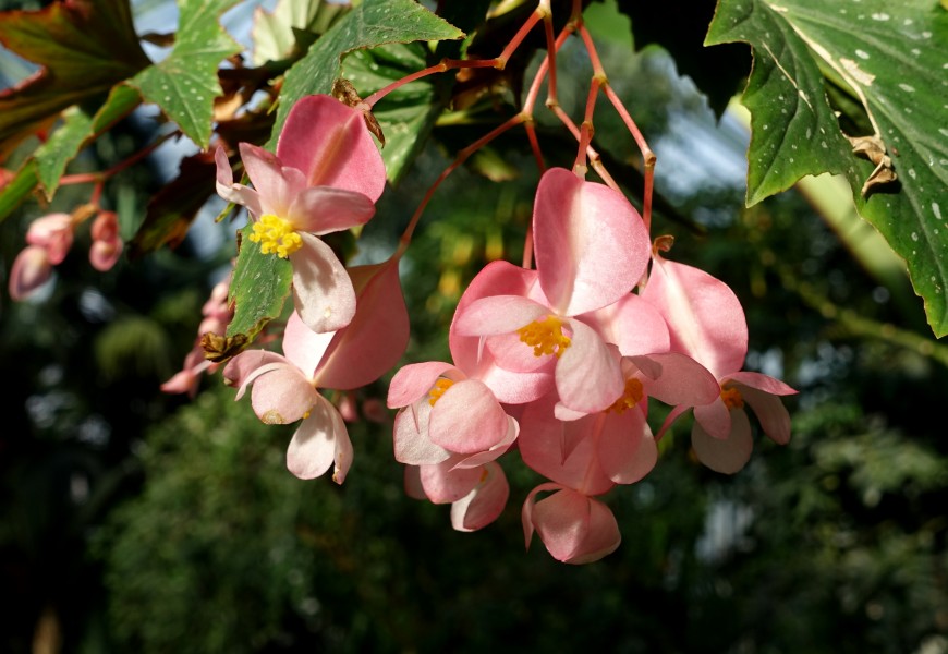 Begonia in Wilhelma Zoo - Stuttgart, Germany - DSC01804