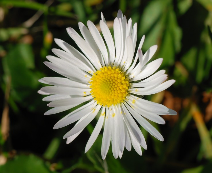 Bellis 2007-1