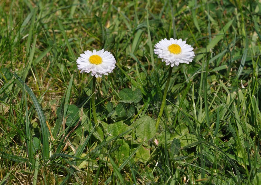 Bellis perennis qtl5