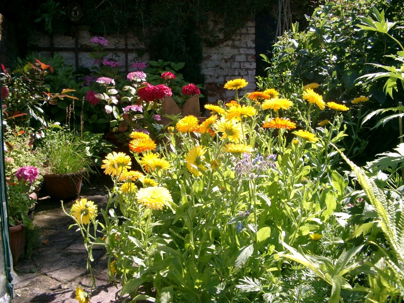 Benkid77 Garden Flowers 2 070807
