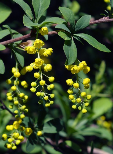 Berberis chinensis
