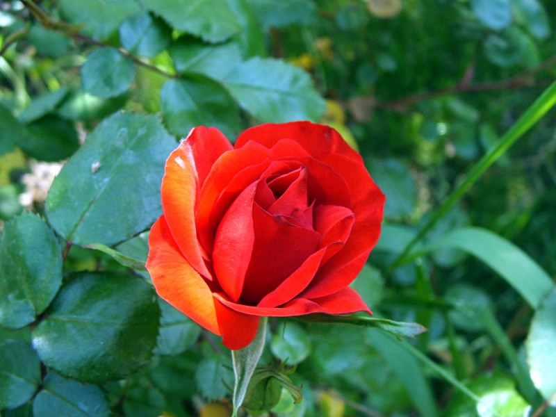 Biella-Rosa-DSCF9266