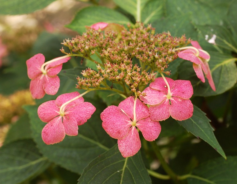 Bigleaf Hydrangea Hydrangea macrophylla 'Tokyo Delight' Five 2317px
