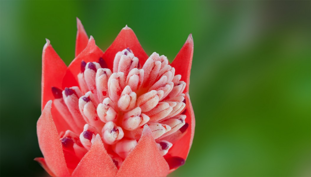 Billbergia pyramidalis flower
