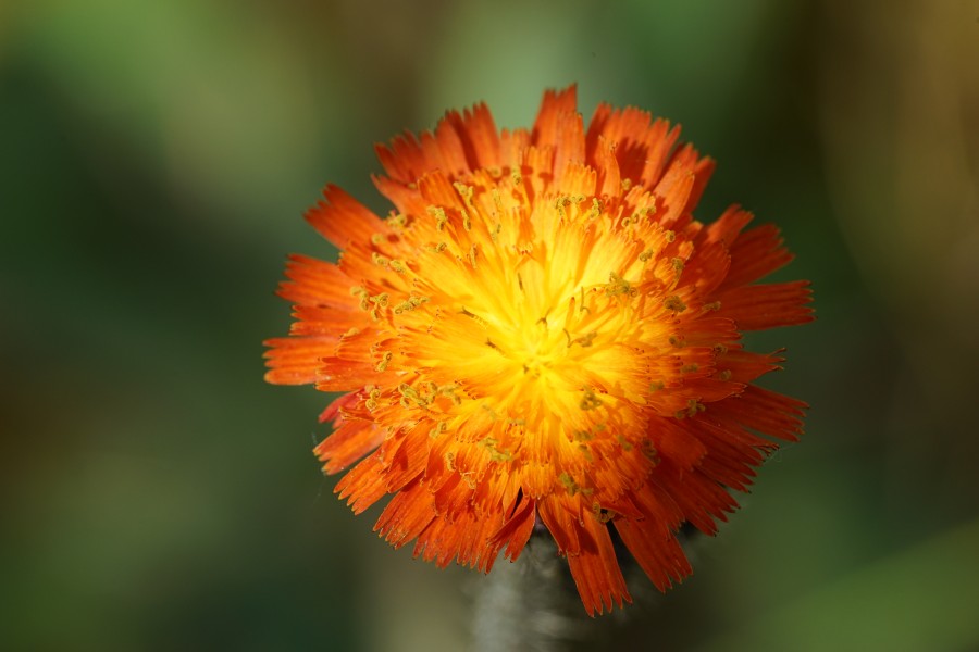 Billensbach - Orangerotes Habichtskraut (Hieracium aurantiacum) - Detail Blüte 2