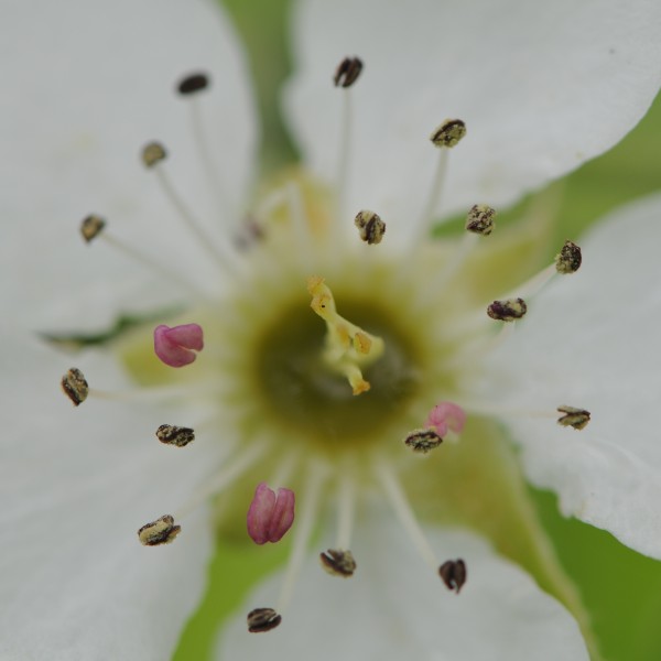 Birnbaumblüten 1