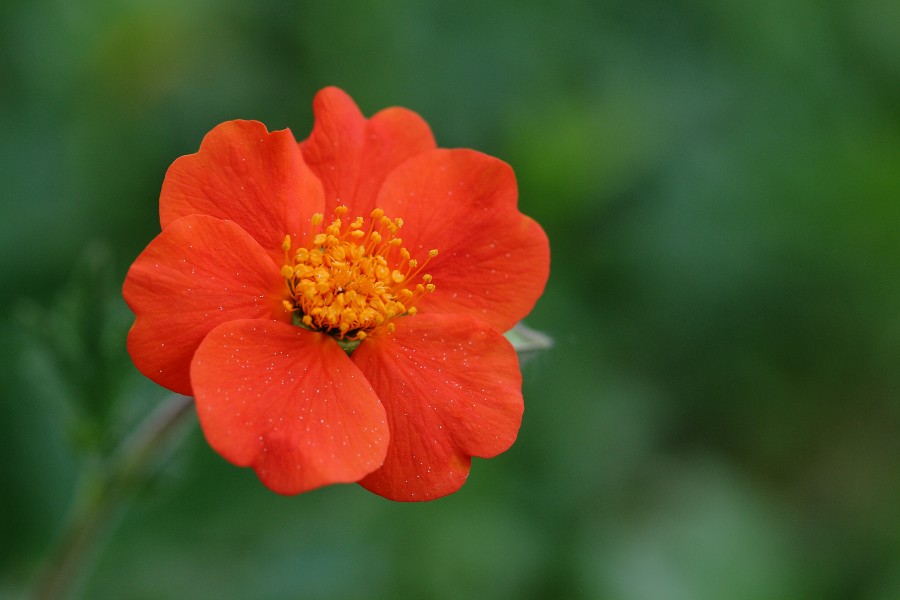 Blüte4719