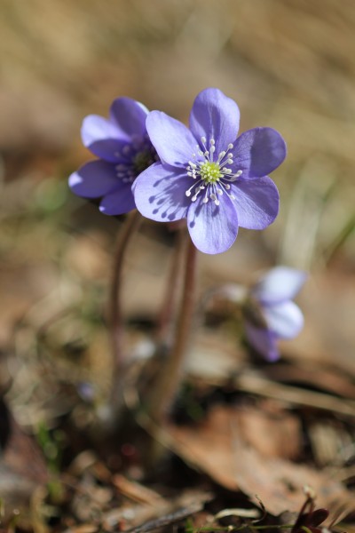 Blåveis-2
