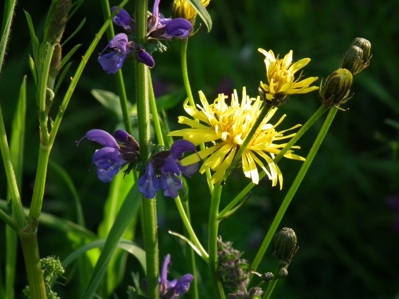 Blau und Gelb
