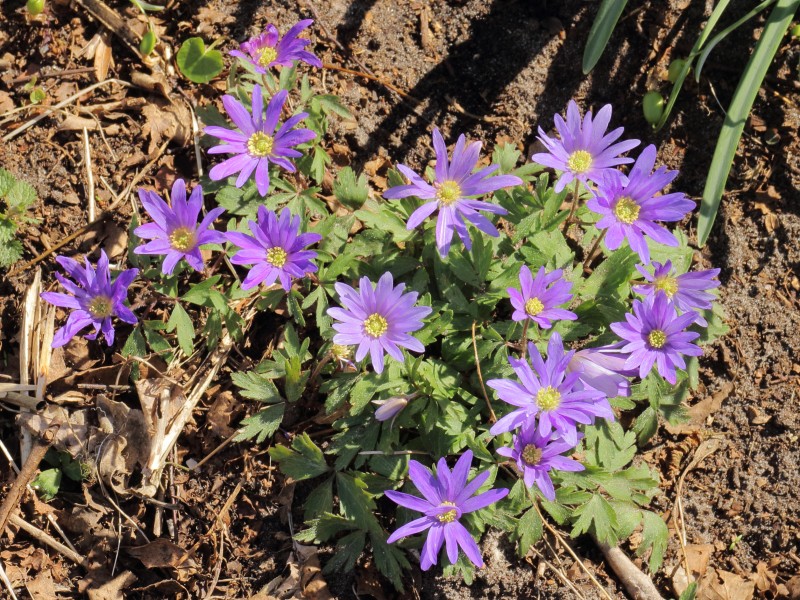 Blauwe anemoon (Anemone blanda)