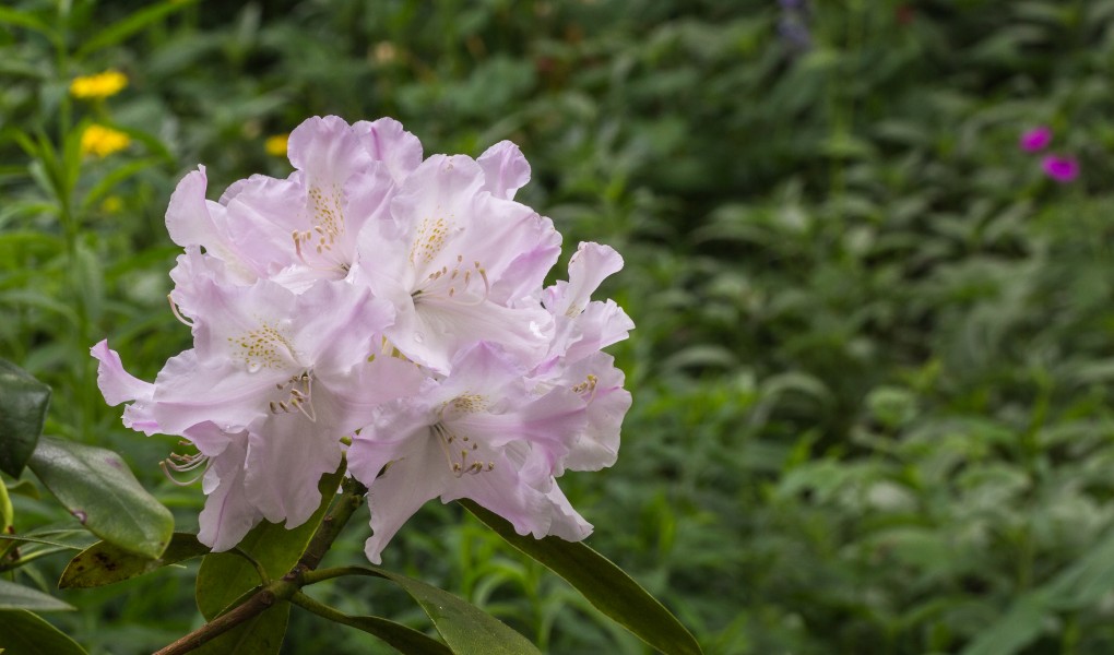 Bloem van een Rhododendron in een mooie zachte tint 01