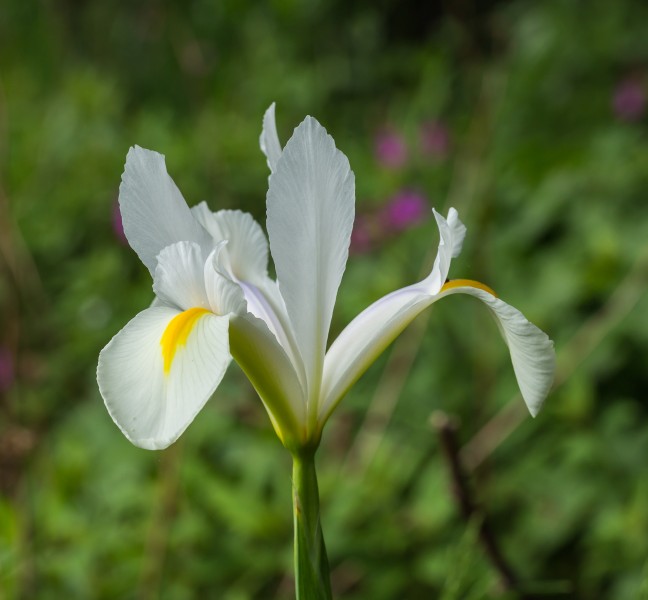 Bloem van Iris sibirica 'Alba'. Locatie, Tuinreservaat Jonkervallei