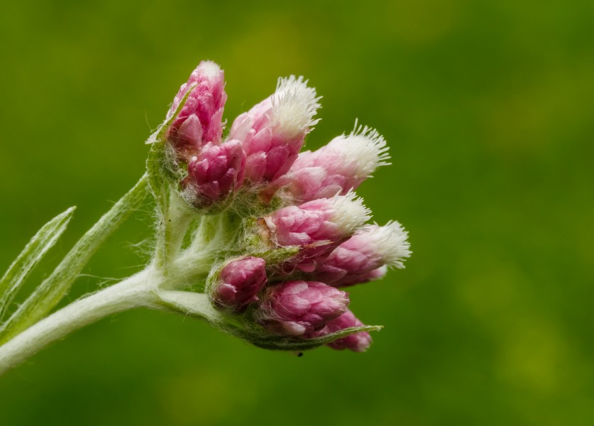 Bloem van Rozenkransje (Antennaria dioica). Locatie, Tuinreservaat Jonkervallei 03