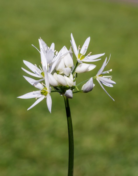 Bloemen en knoppen van daslook (Allium ursinum). Locatie, De Famberhorst 01