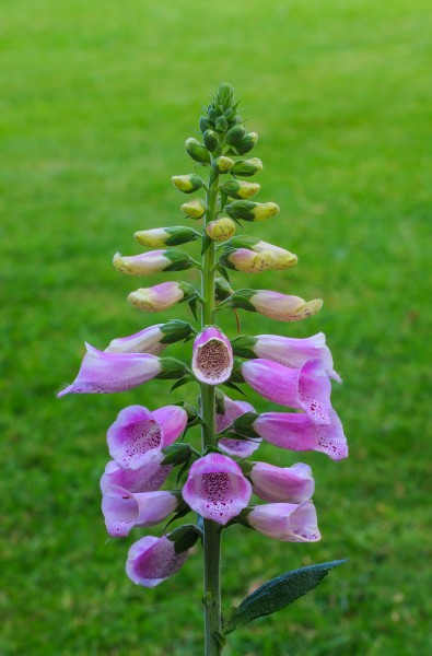Bloemen en knoppen van Vingerhoedskruid (Digitalis purpurea). Locatie, Tuinreservaat Jonkervallei 01