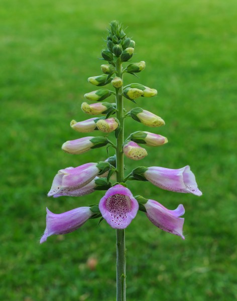Bloemen en knoppen van Vingerhoedskruid (Digitalis purpurea). Locatie, Tuinreservaat Jonkervallei 02