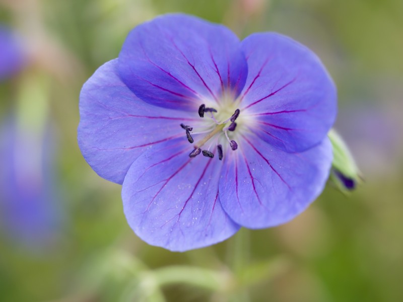 Blue flower (detail) (14240087388)
