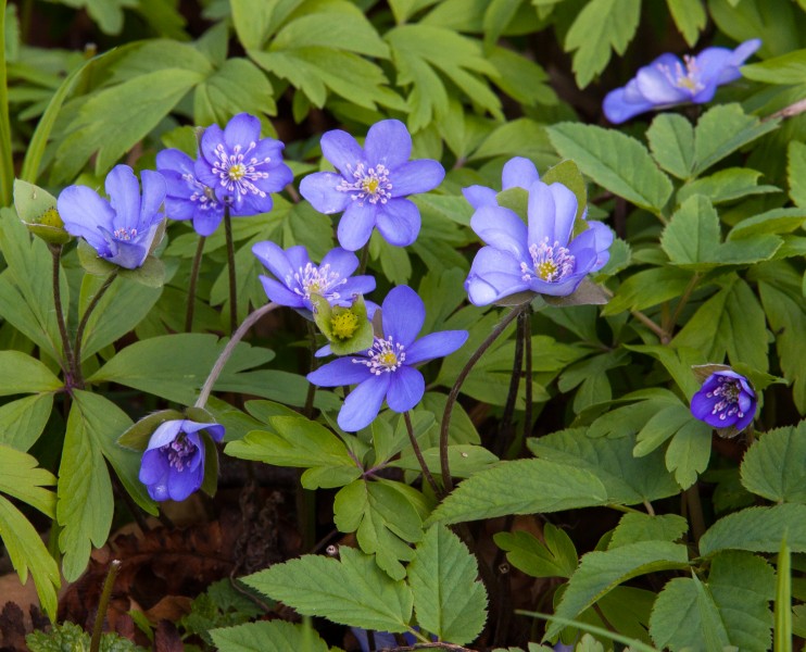 blue flowers in a forest in Lviv region of Ukraine in March 2014, picture 2/2