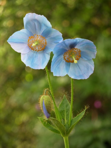 Blue Poppy Meconopsis sp Flowers 2448px