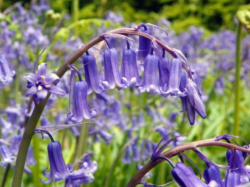 Bluebell aka Hyacinthoides non-scripta