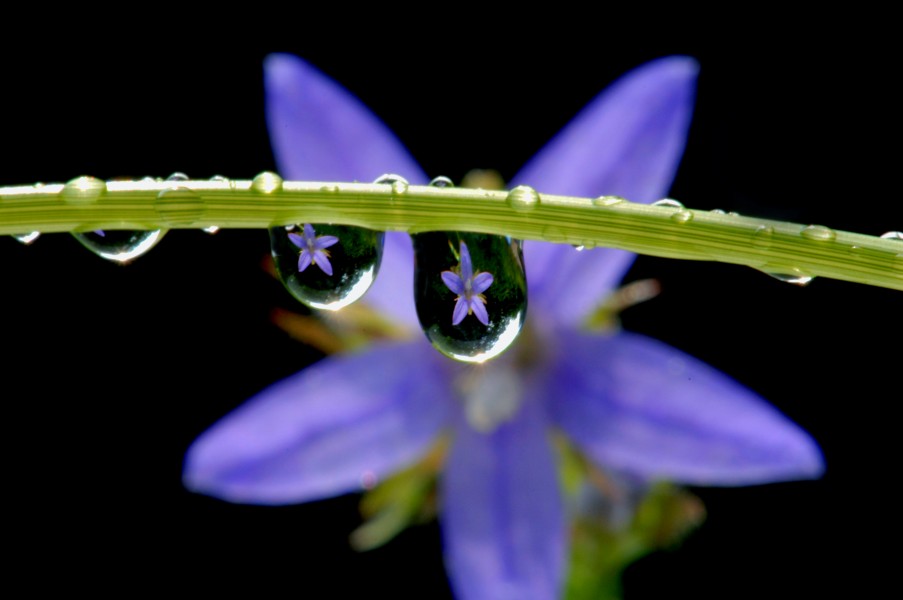 Blumen durch Wassertropfen fotografiert. 12