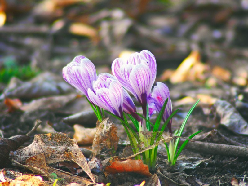 Bokeh - Nature - old and new