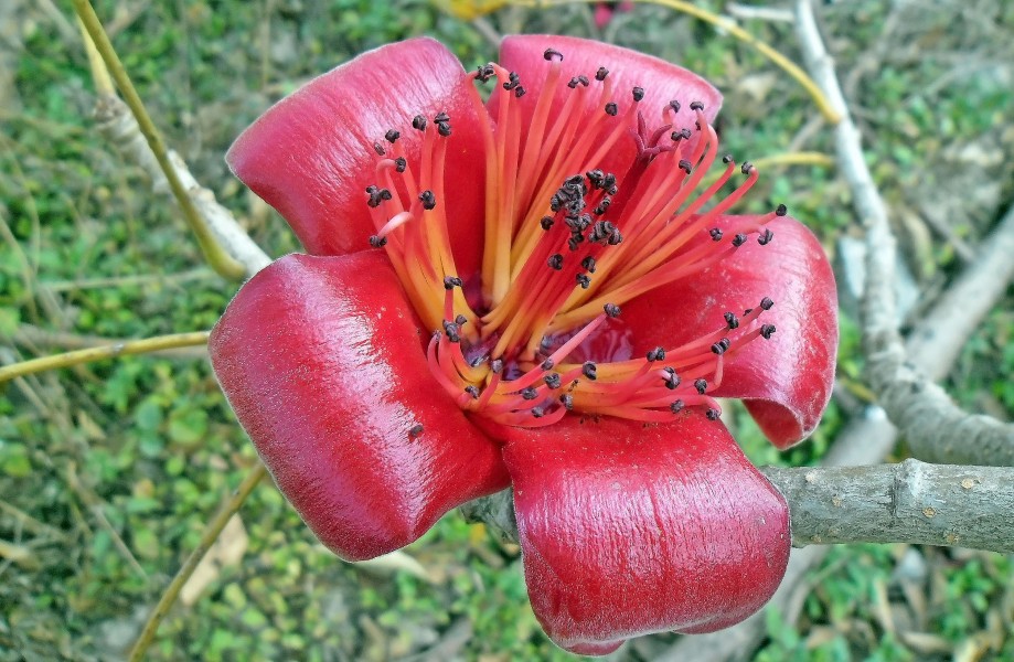 Bombax ceiba Flower in Lantau island, Hong Kong