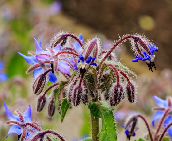 Borago officinalis. Locatie, De Kruidhof