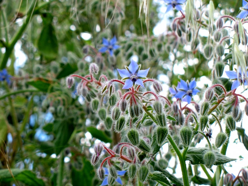 Borago officinalis - Moinhos da Rocha Tavira Portugal 01