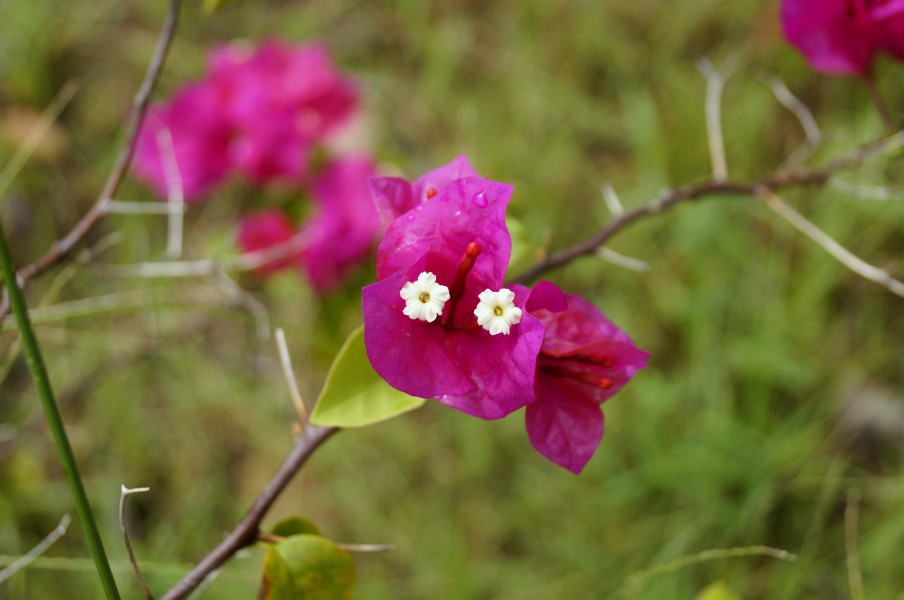 Bougainvillea spectabilis 01