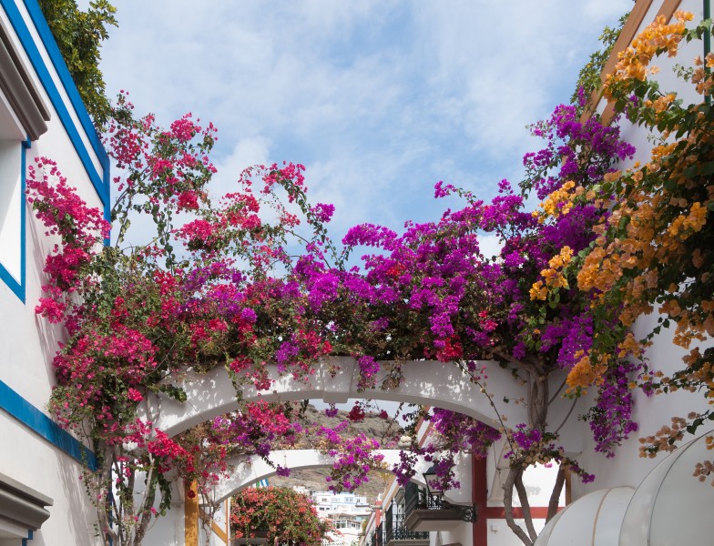Bougainvilleas - Puerto de Mogán - 02