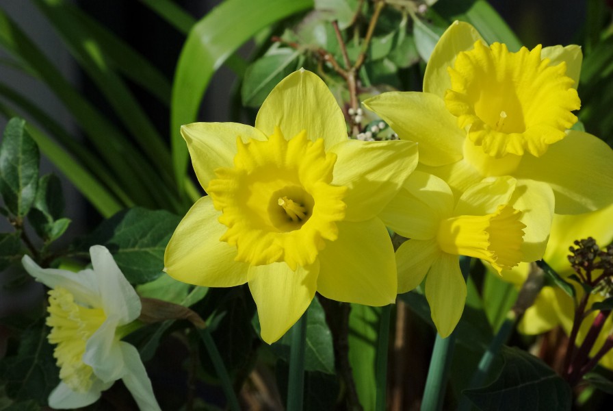 Bouquet jonquilles FR 2013