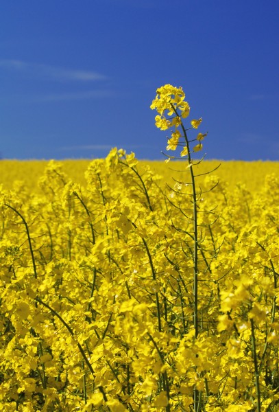 Brassica napus LC0027