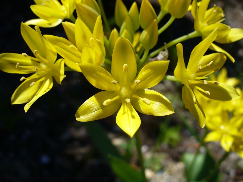 Brightflowers6