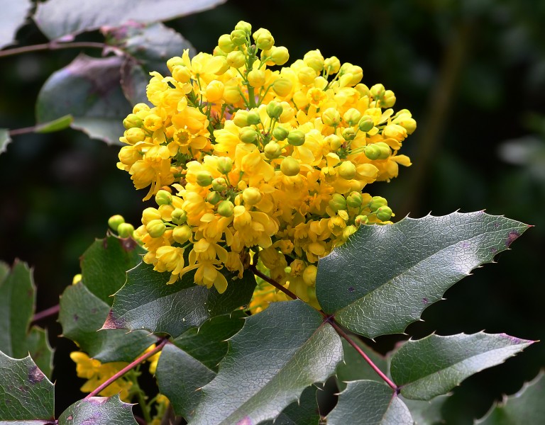 Brilon, Kurpark, Mahonia aquifolium 2