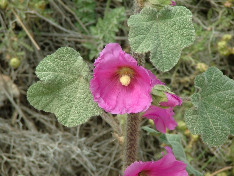 Bristly Hollyhock 01