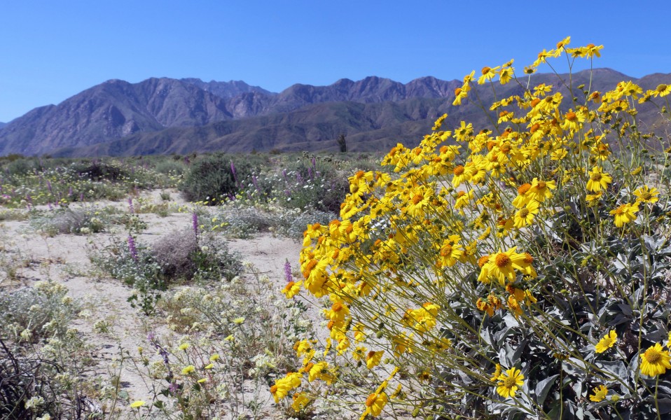 Brittlebush in the desert (33596888695)