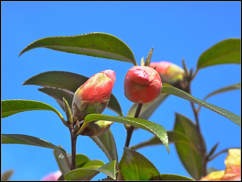 Buds in the garden (6826931942)