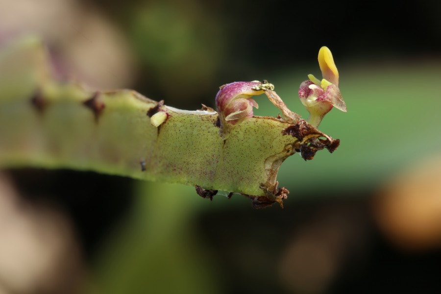 Bulbophyllum falcatum GotBot 2015 006