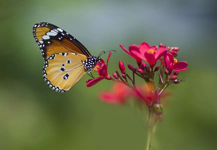 Butterfly Botanical Garden 2