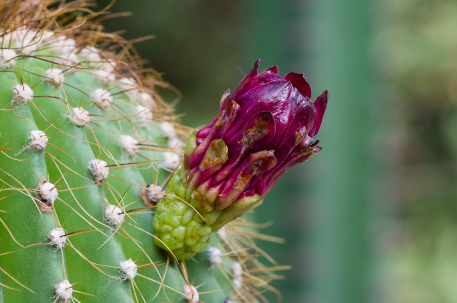 Cactaceae Cereus grandialata flower