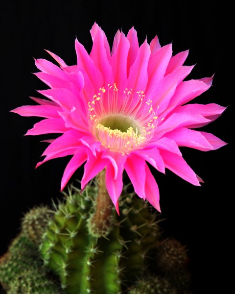 Cactus flower unidentified